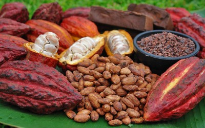 What Are Cacao Nibs?
